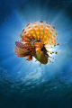Dwarf Lionfish dancing in the sun inches from my 10.5mm fisheye and dome port. 